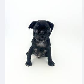 Pug