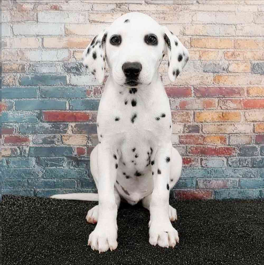 pet breed image