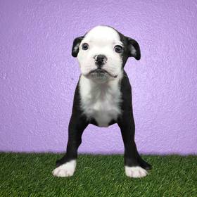 Boston Terrier