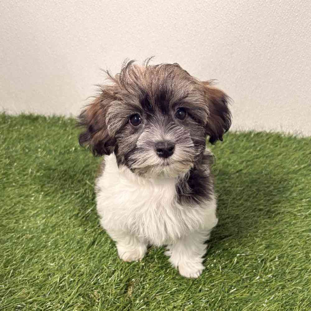 Image of a pet breed in the gallery