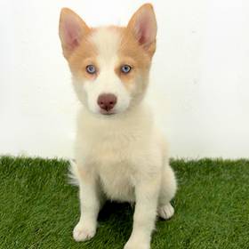 Pomsky