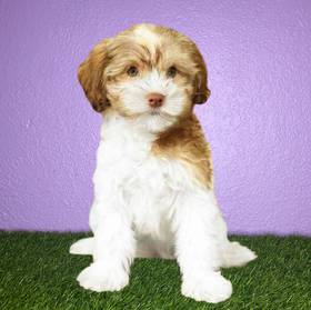 Havanese