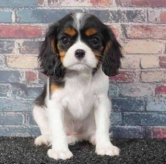 Cavalier King Charles Spaniel