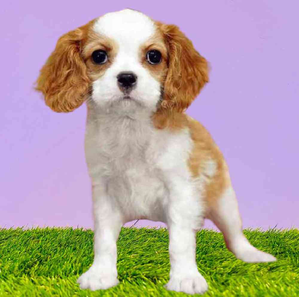 Female Cavalier King Charles Spaniel Puppy for Sale in Puyallup, WA