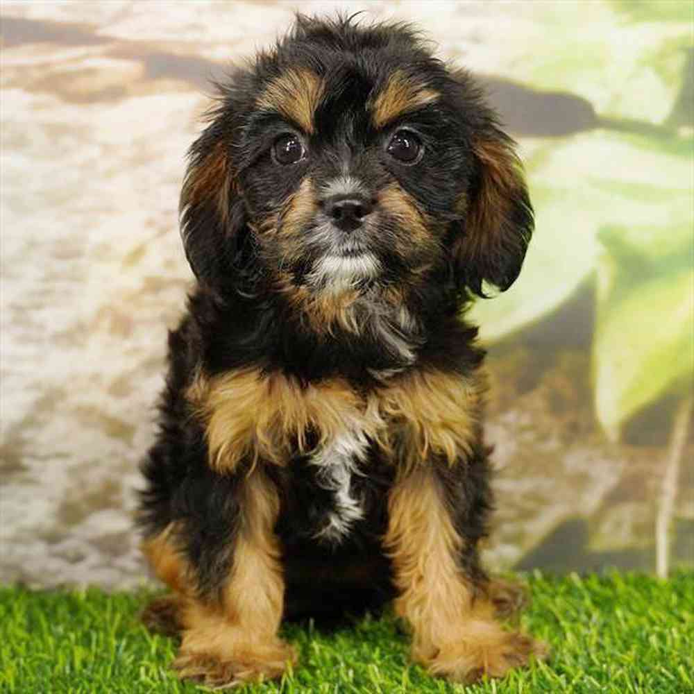 Image of a pet breed in the gallery