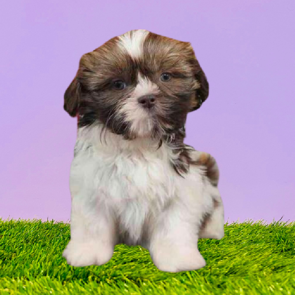 carousel pet images