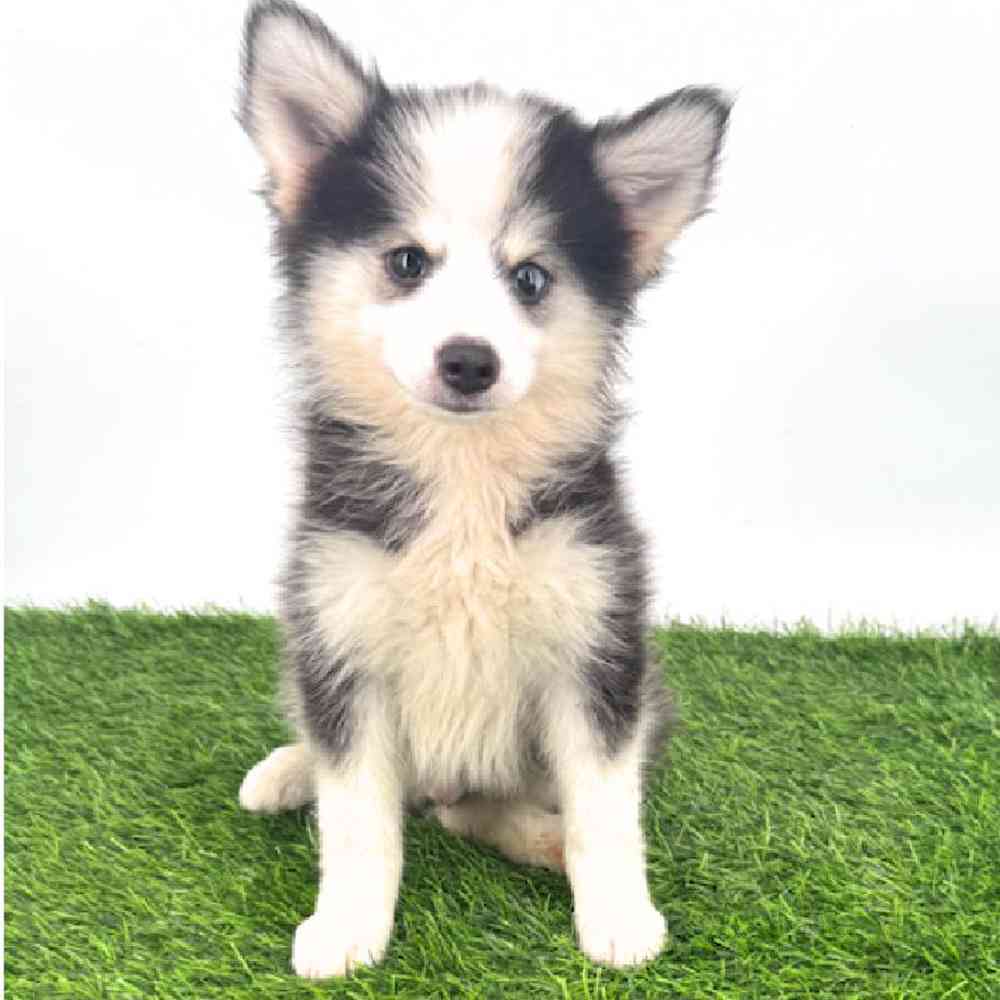 Image of a pet breed in the gallery
