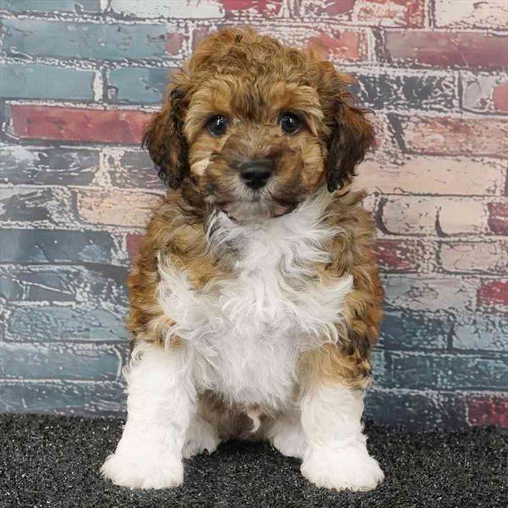 carousel pet images
