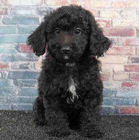 Cavapoo