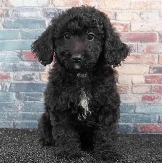 Cavapoo