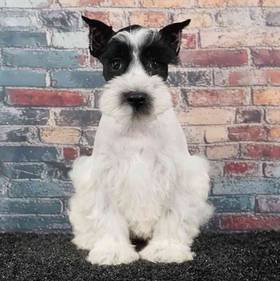 Mini Schnauzer