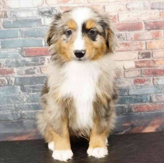 Mini Australian Shepherd
