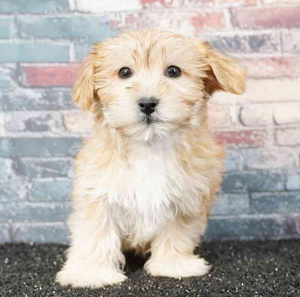 Image of a pet breed in the gallery