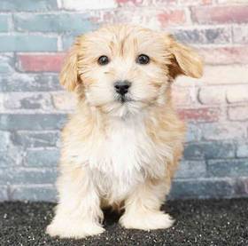 Morkie
