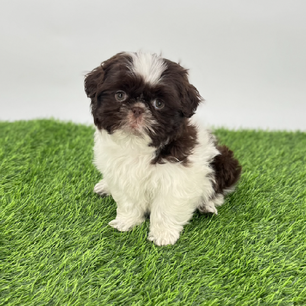 Image of a pet breed in the gallery