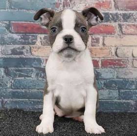 Boston Terrier