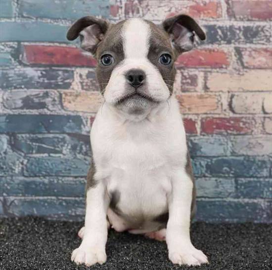 Boston Terrier