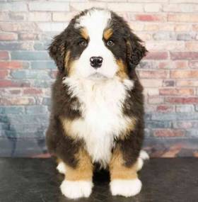 Bernese Mountain Dog