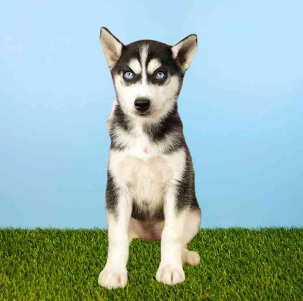 Female Siberian Husky Puppy for Sale in Meridian, ID