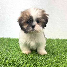 Shih Tzu