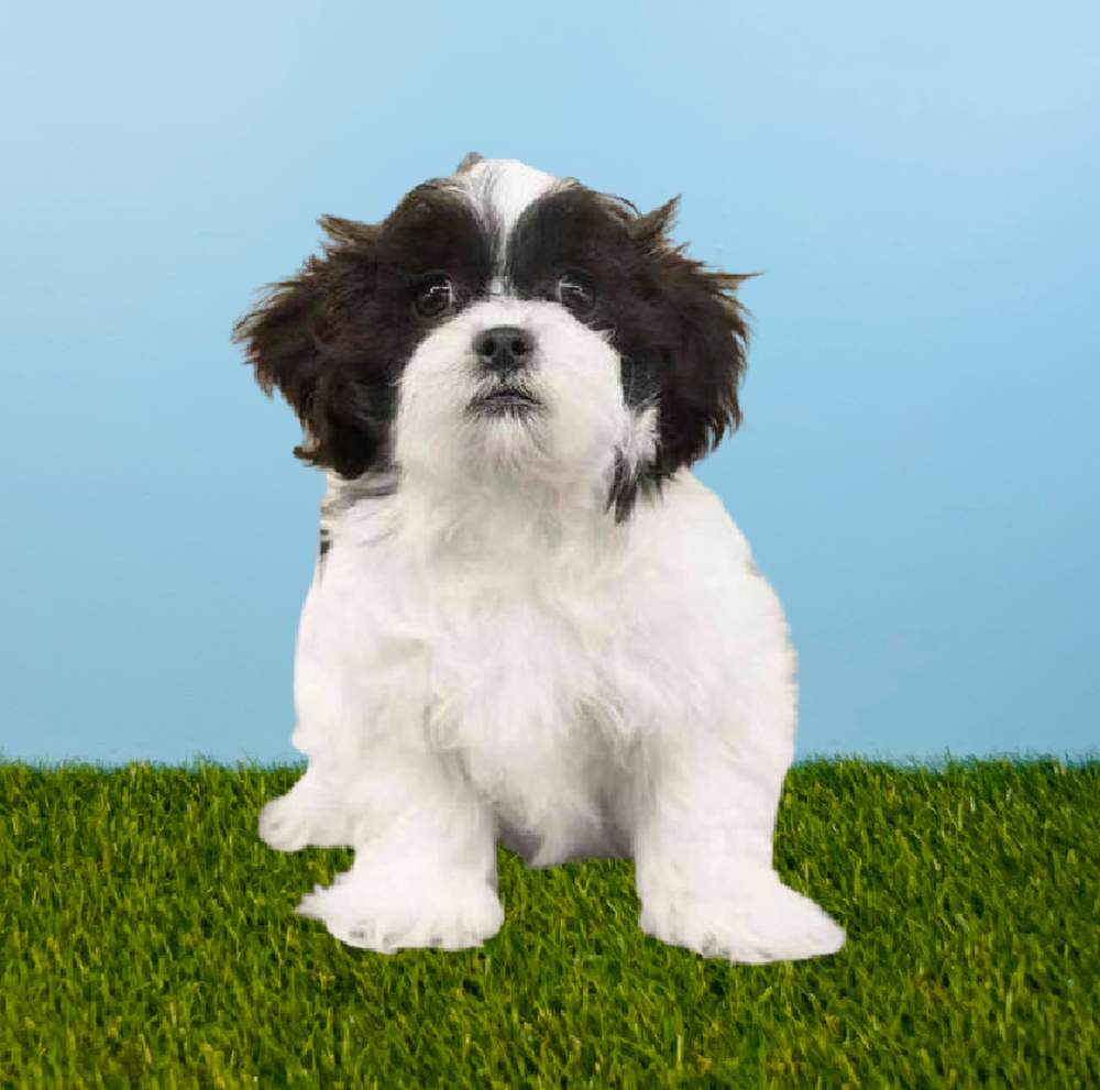 carousel pet images