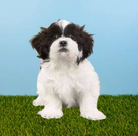 Shizapoo