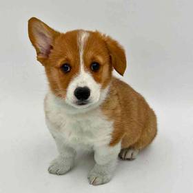 Pembroke Welsh Corgi