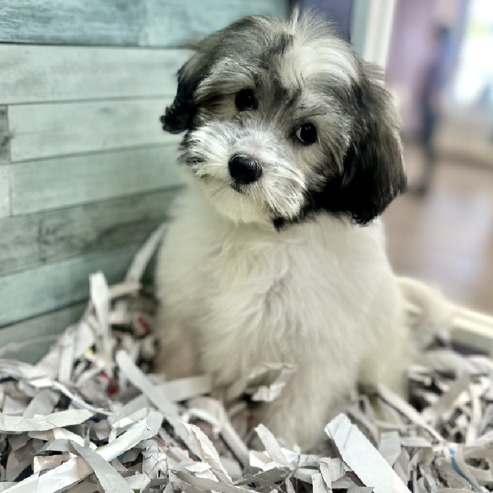 carousel pet images