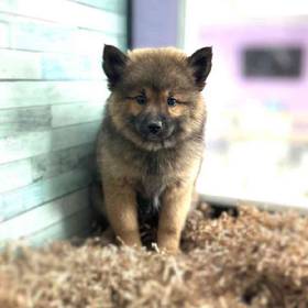2nd Gen Pomsky