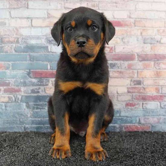 Rottweiler