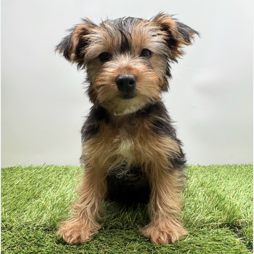pet breed image
