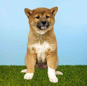 Shiba Inu