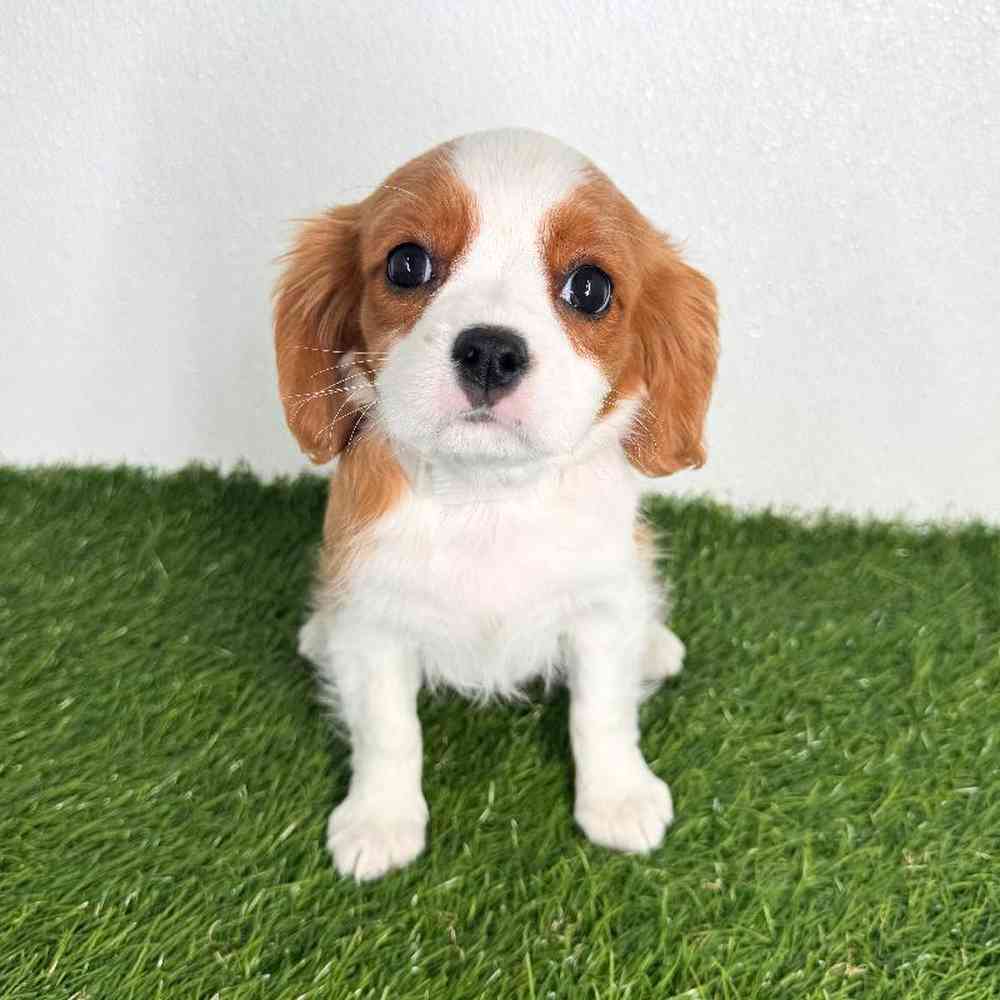 Image of a pet breed in the gallery