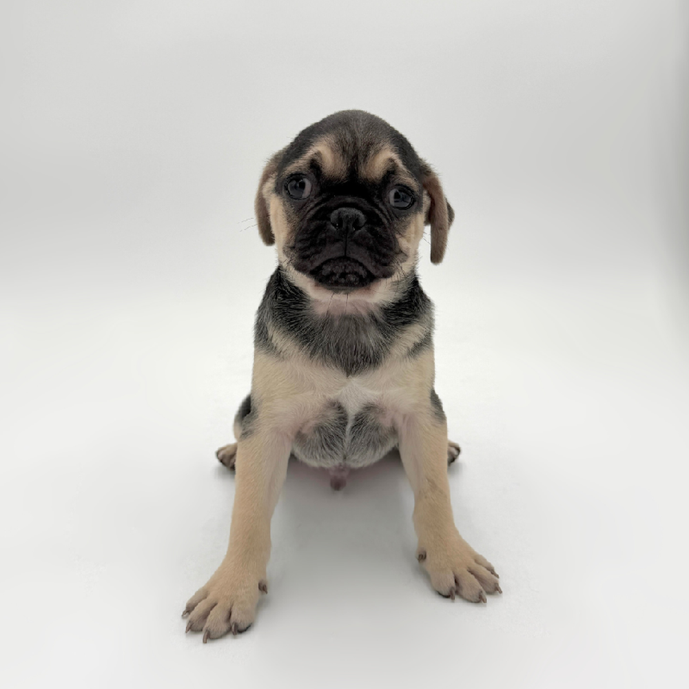 Image of a pet breed in the gallery