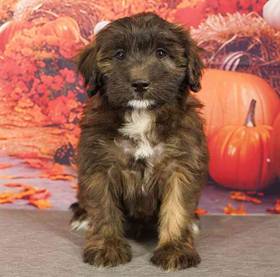 2nd Gen Mini Bernedoodle