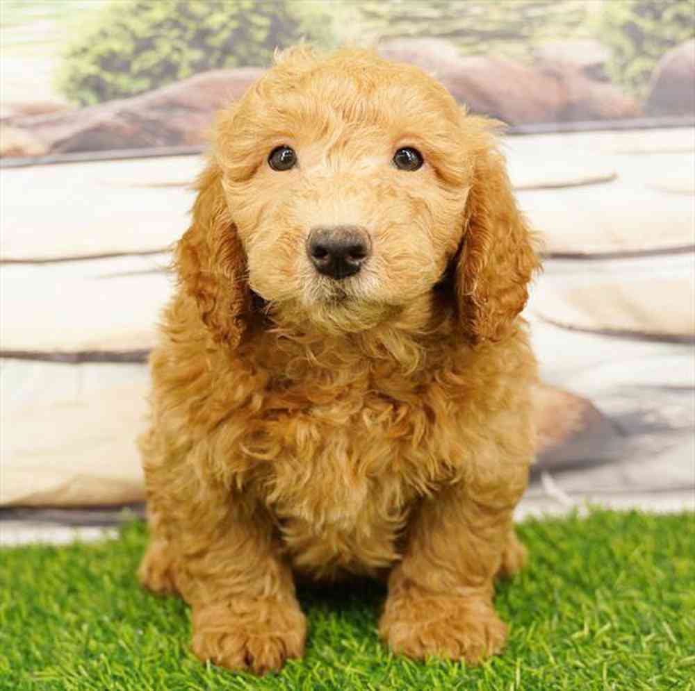 Image of a pet breed in the gallery