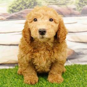 2nd Gen Mini Goldendoodle