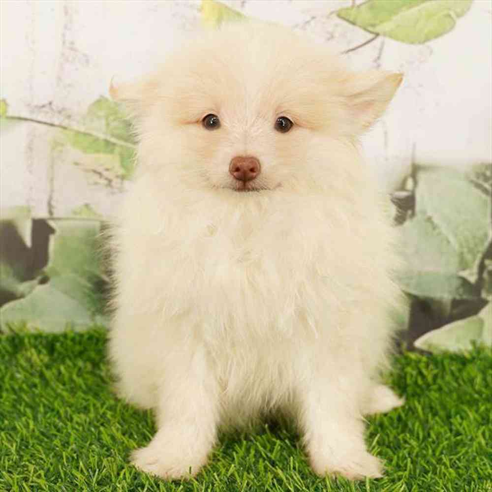Image of a pet breed in the gallery