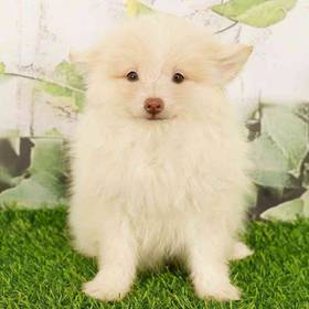 Pomeranian