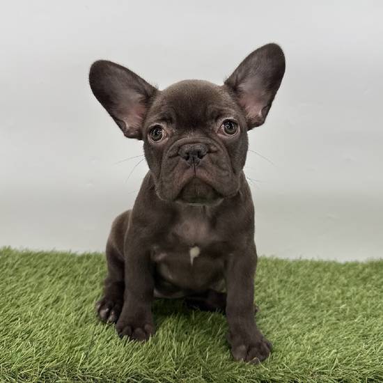 French Bulldog