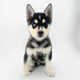 Alaskan Klee Kai