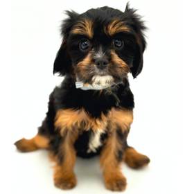 Cavapoo