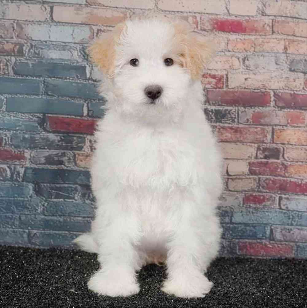 Image of a pet breed in the gallery