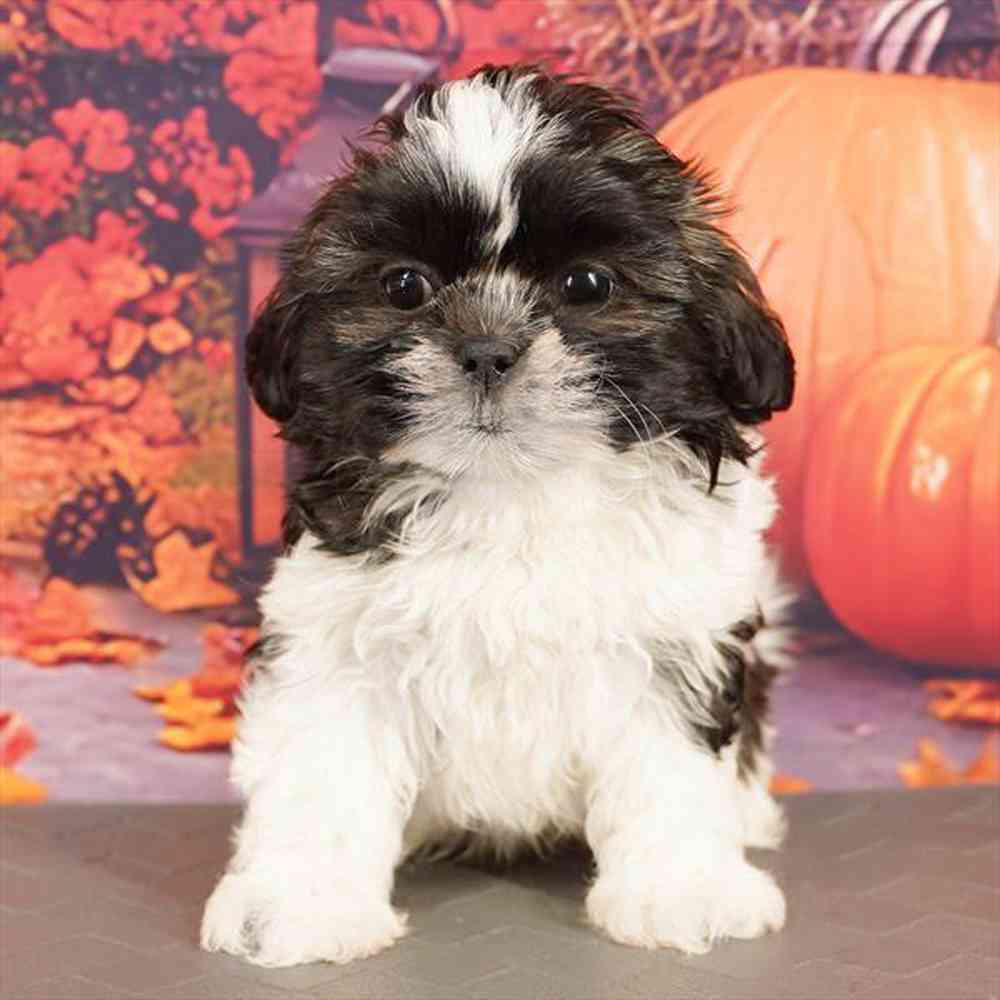 Image of a pet breed in the gallery