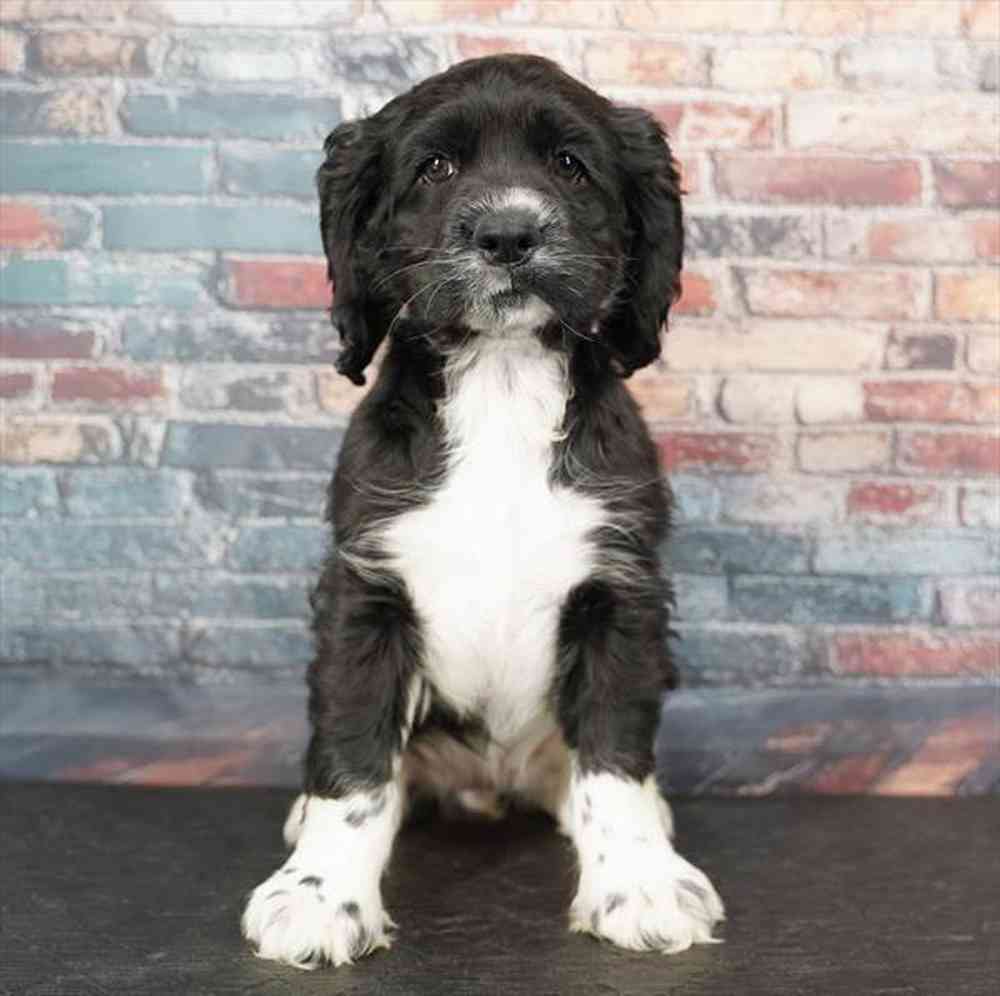 pet breed image