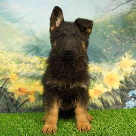 German Shepherd