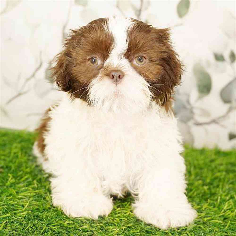 pet breed image