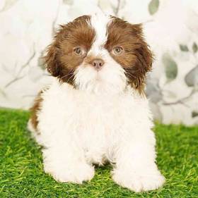 Shih Tzu