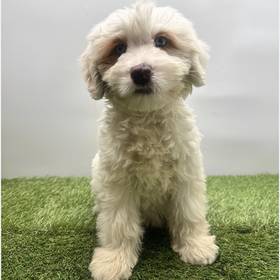 2nd Gen Mini Goldendoodle