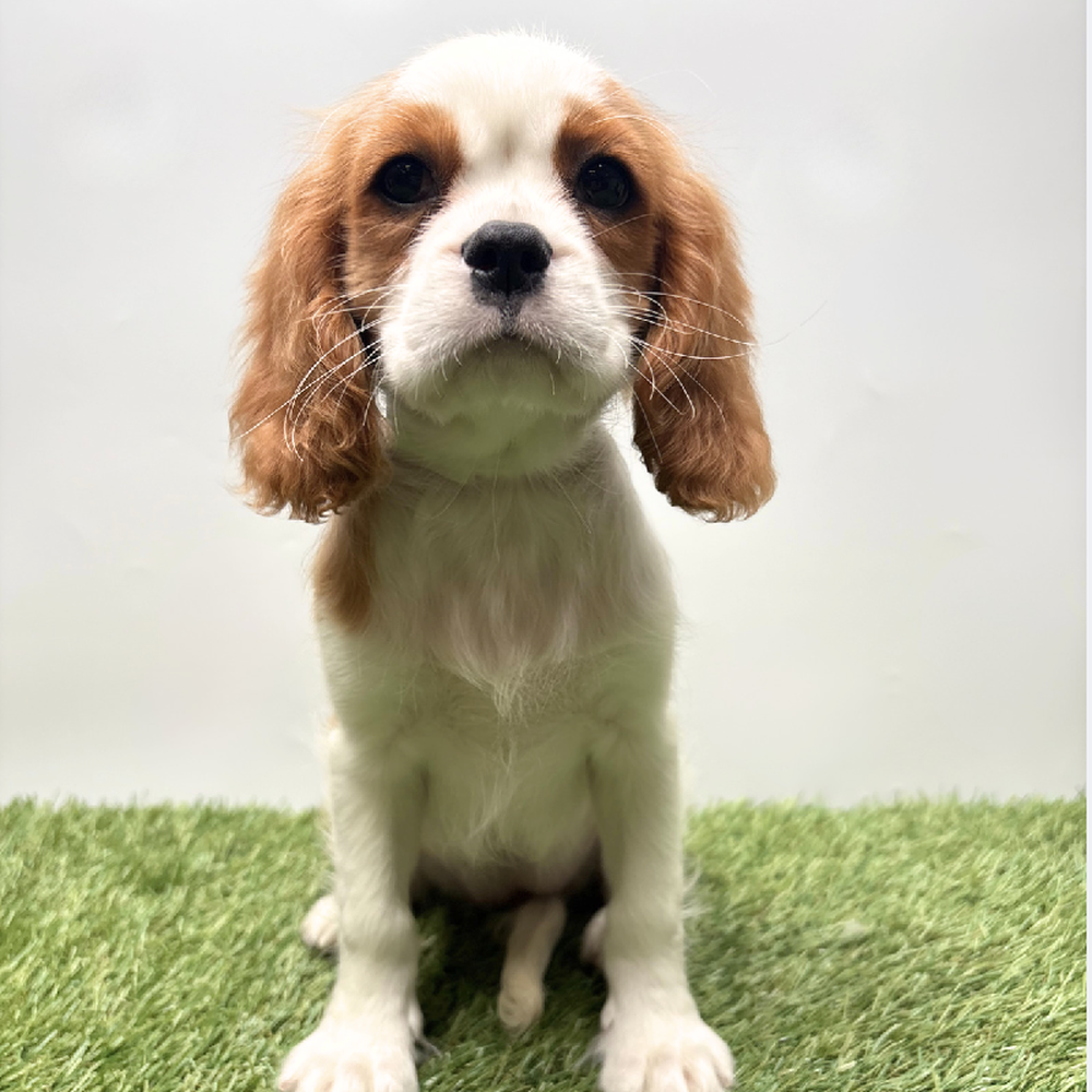 pet breed image